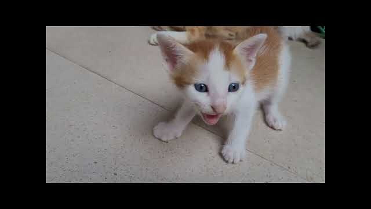 Kitten Fight and Attack Mother Cat For Playing!