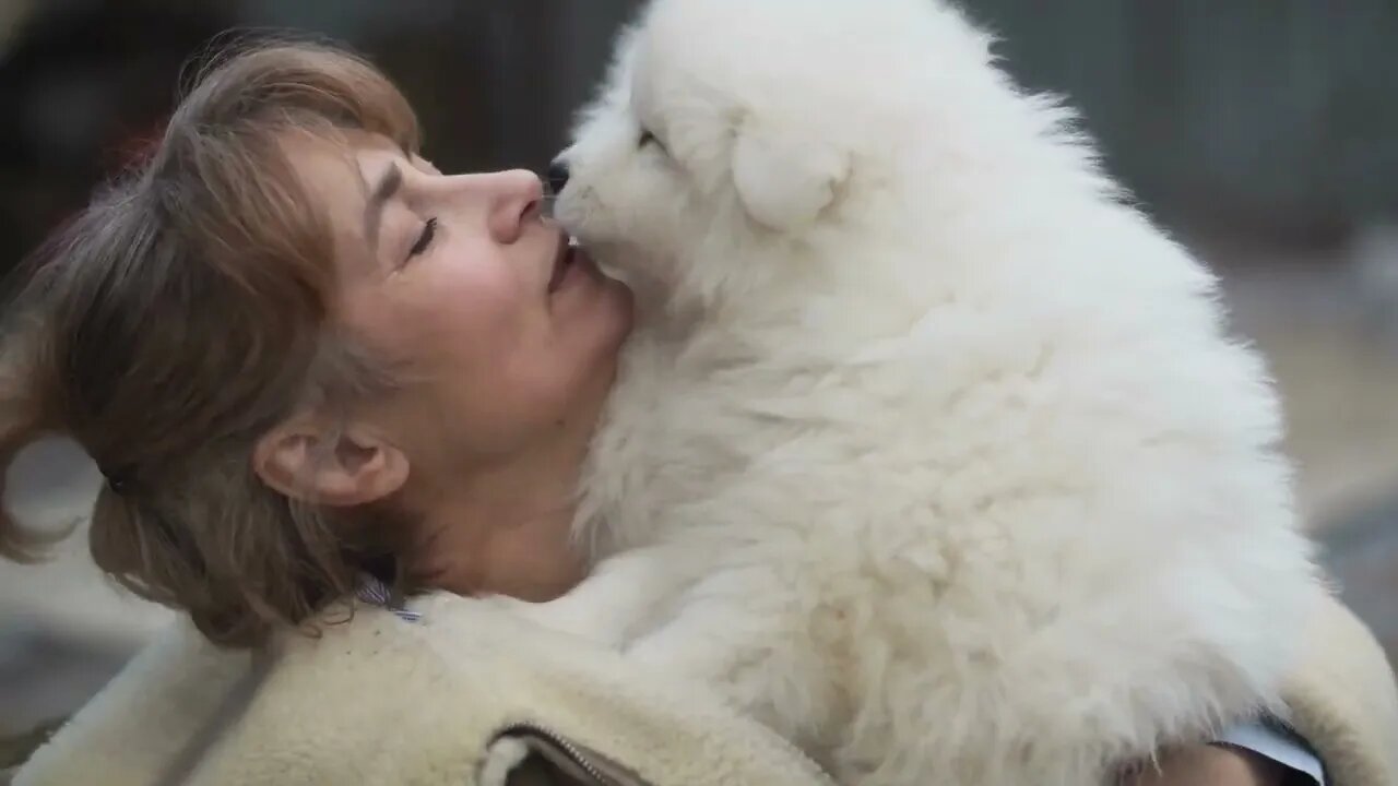 Samoyed puppies love their owner, Funny cute pets lovers