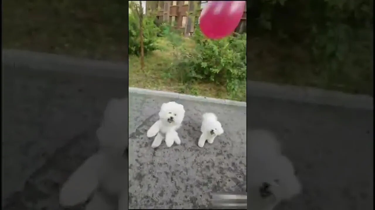 Puppy and balloon #shorts #dog