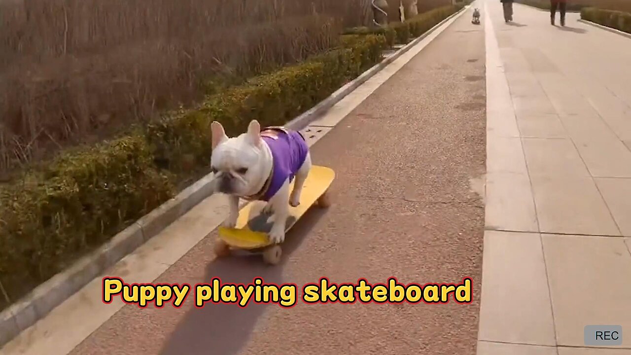 Puppy playing skateboard|Funny Pets