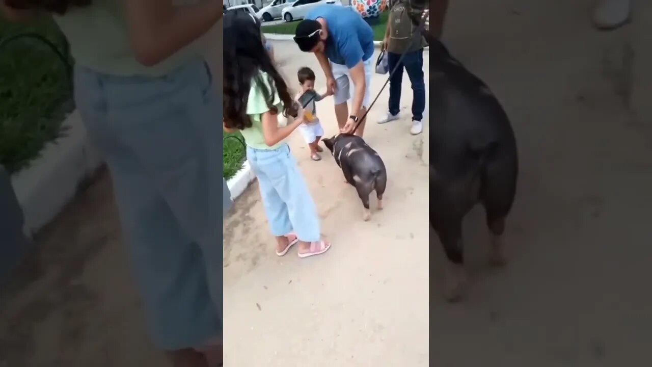 Visita ilustre na Praça De Campinho, Domingos Martins 🐷🐷