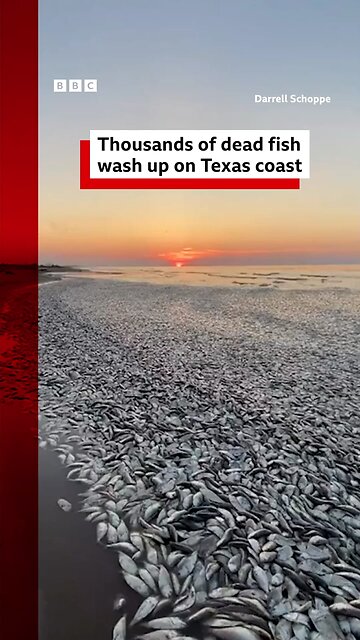 Thousands of dead fish wash up on Texas coast