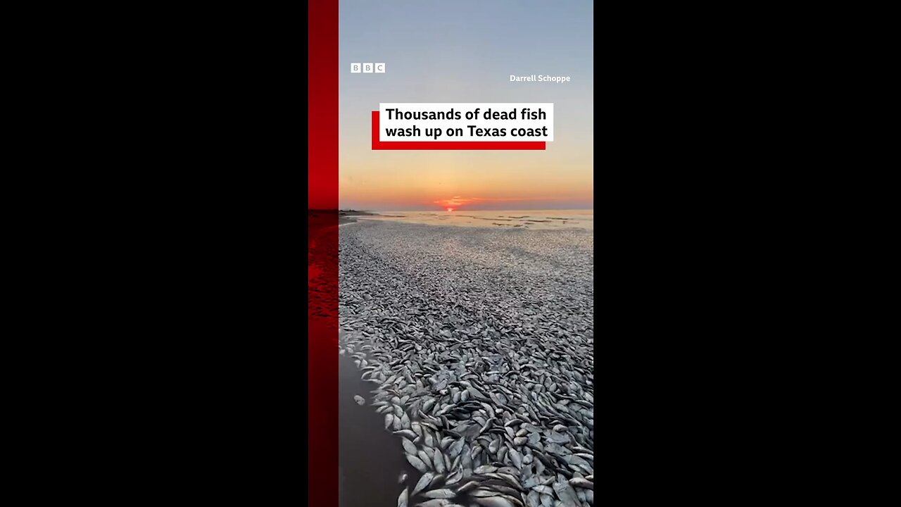 Thousands of dead fish wash up on Texas coast