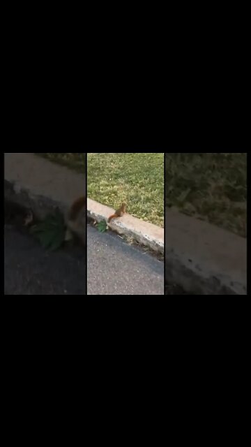 Squirrels are tough little creatures