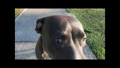 Walk & Talk With Austin & Gaia #4