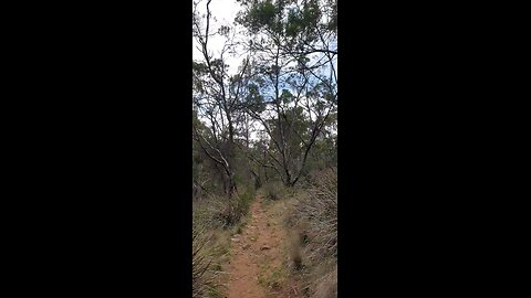 Sounds of wild birds