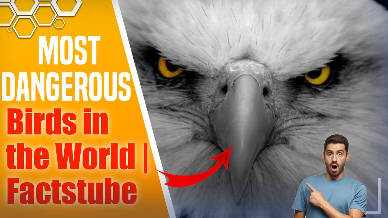 The Most Dangerous Birds In The World | FactsTube