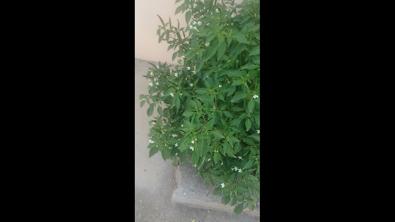 chili plant