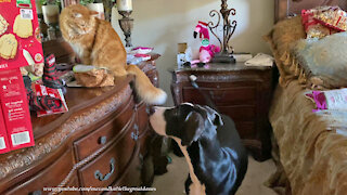 Funny Great Dane Puppy And Cat Enjoy Christmas Ribbon Fun