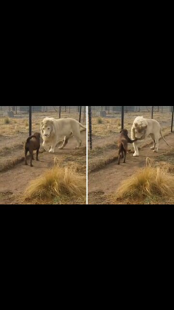 Loin and dog side by side Lion kissing paw of dog to encourage him