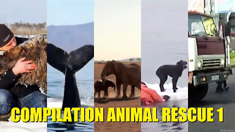 ANIMAL RESCUE COMPILATION 1 OF 2