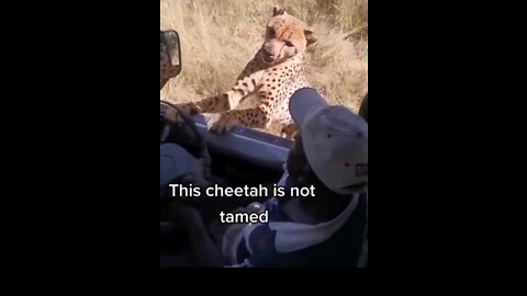 World wide cheetah cute moment Animals