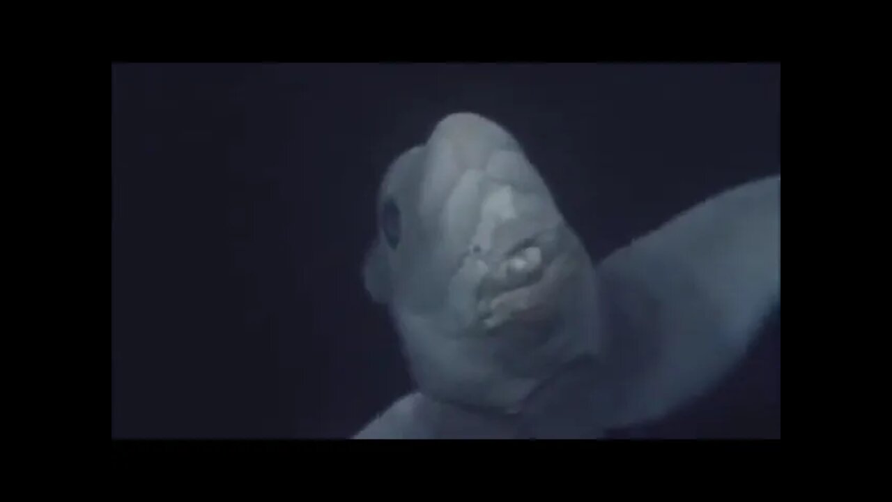 Deep Sea Ghost Shark