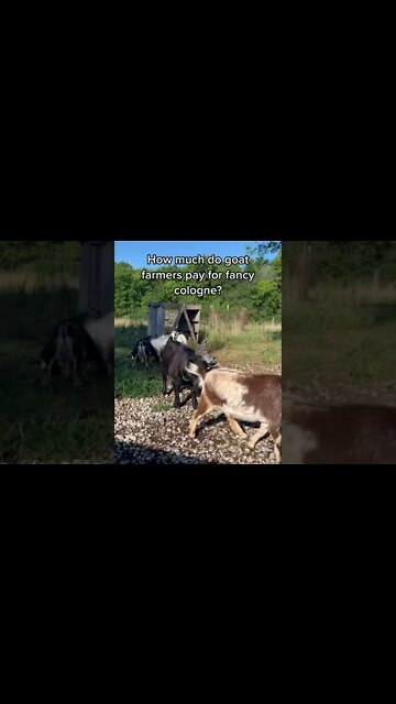 A Goat Farmer's Cologne #shorts