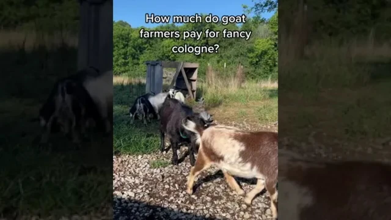 A Goat Farmer's Cologne #shorts