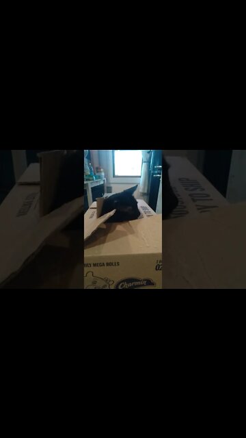 it's a cat box kinda week