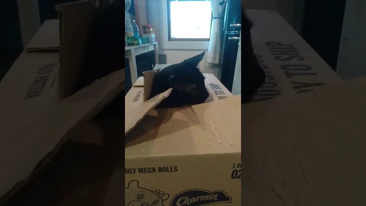 it's a cat box kinda week