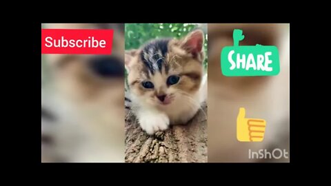 wow so cute cat funny video 🤣😁