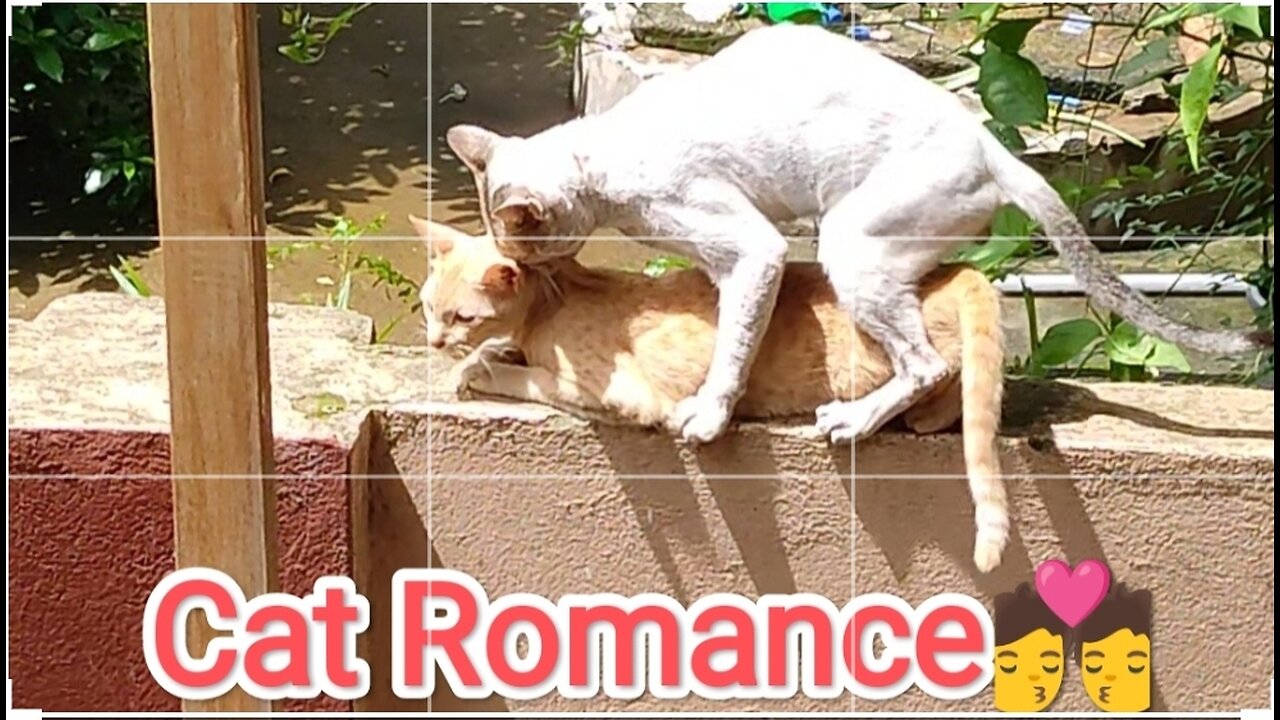 #Cat funny Videos🤣#Baby cat romance💏