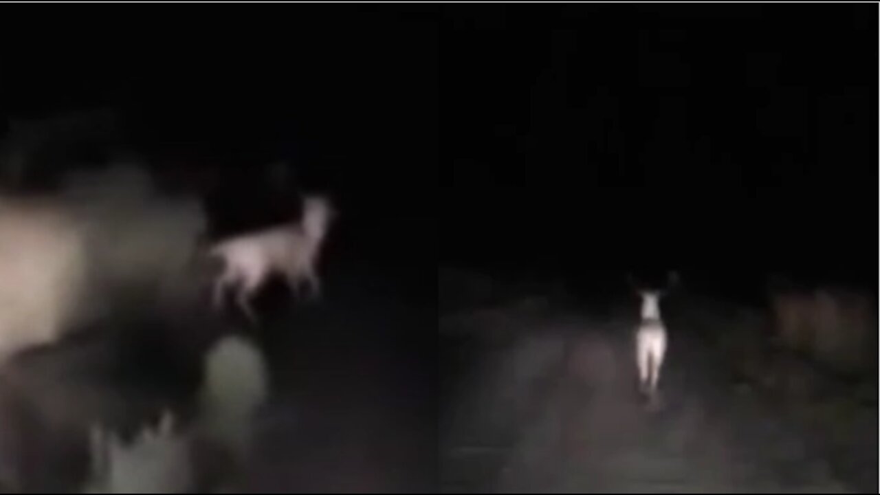 O Cervo Branco da Patagônia Argentina, 2015