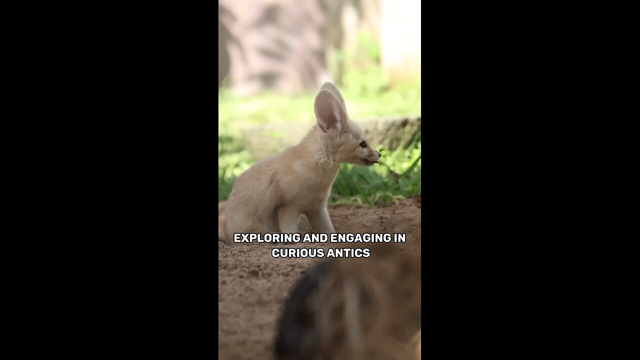 Fennec fox are world smallest fox 🦊