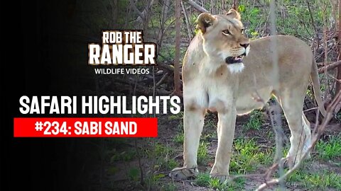 Safari Highlights #234: 25 Oct& 01 - 04 Nov 2013 | Sabi Sand Wildtuin | Latest Wildlife Sightings