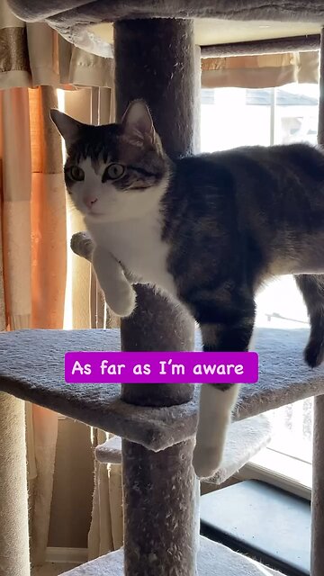 Cats & books melt away the stress