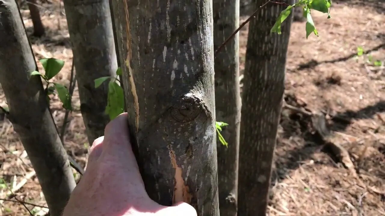 How to work with a forest mulching service without headaches