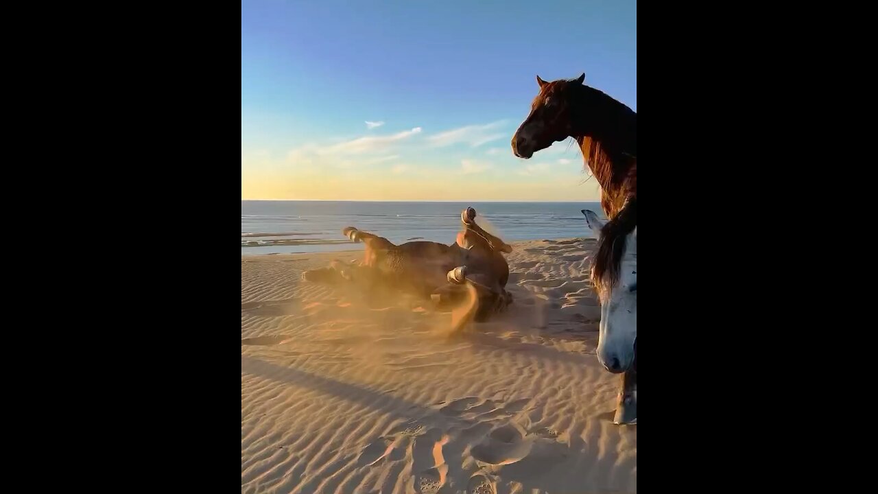 Beautiful Horses