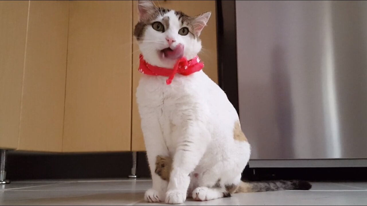 cute cat stands and licks her hands