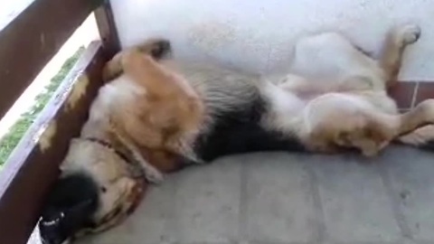 Snoring dog sleeps in hilariously awkward position