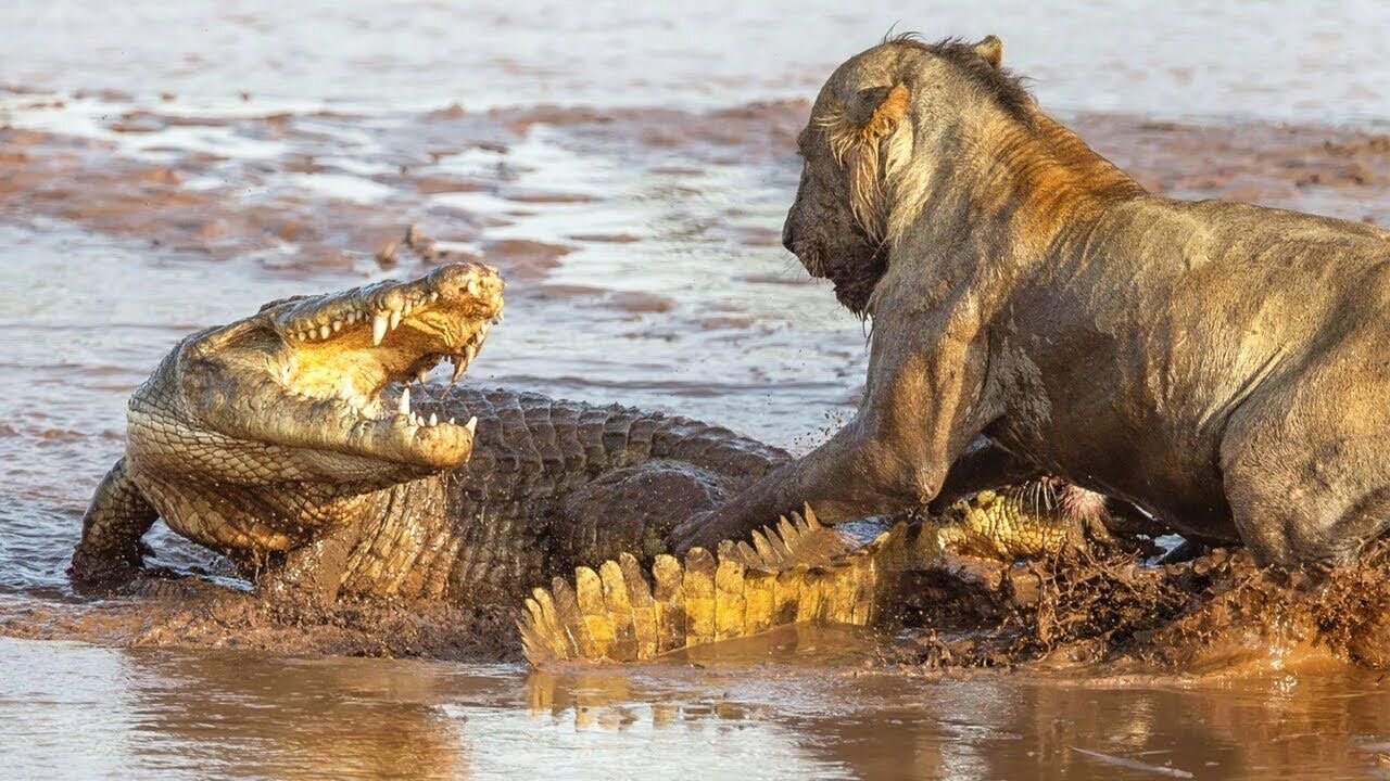 Lions vrs Crocodiles. The jungle battle.