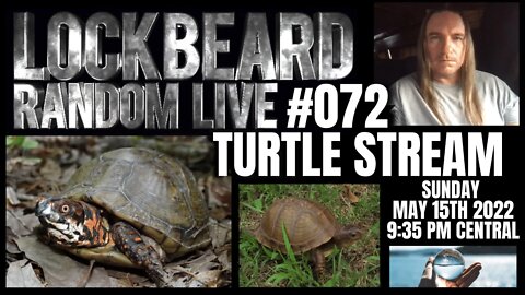 LOCKBEARD RANDOM LIVE #072. Turtle Stream