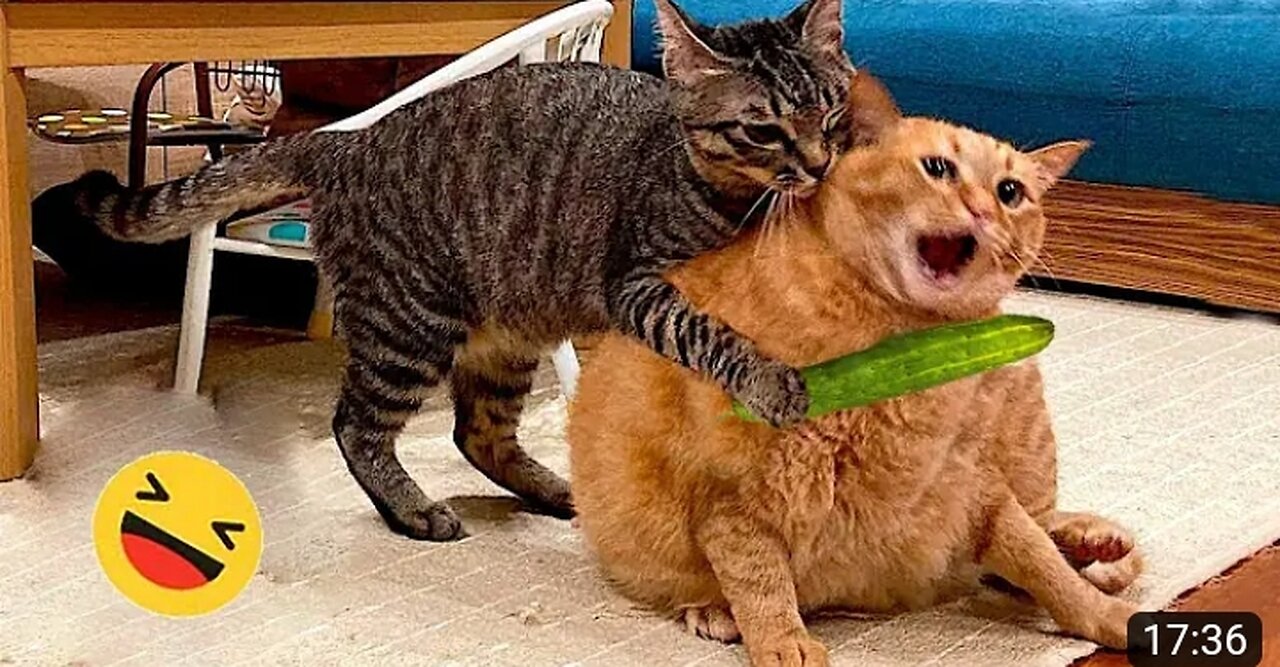 New Funny Animals π
Funniest Dogs And Cats Videos 2023πΆπΊ #6