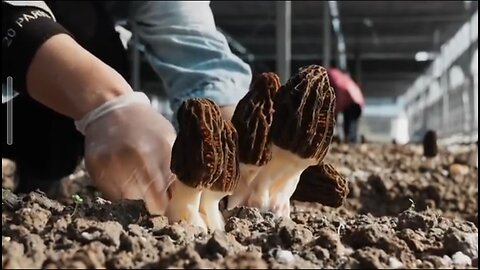 Chinese village girl's ingenious way to harvest mushrooms in the field