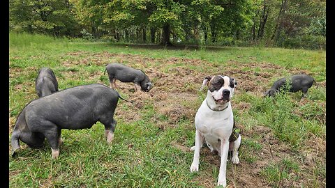 Alapaha Bulldogs & Meishan Pigs Together In the Pasture!