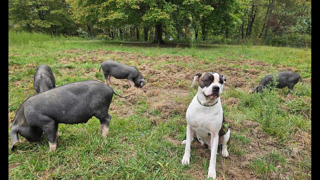 Alapaha Bulldogs & Meishan Pigs Together In the Pasture!