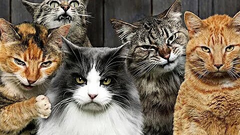 New Funny Videos 2024😍 Cutest Cats and Dogs 🐱🐶