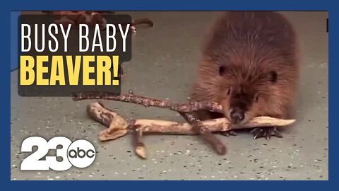 Baby beaver is ‘dam’ cute!