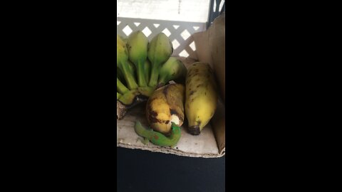 Yummy Banana