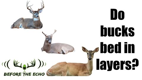 Do bucks bed in layers?