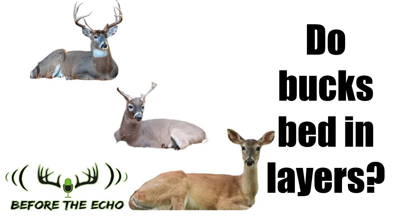 Do bucks bed in layers?