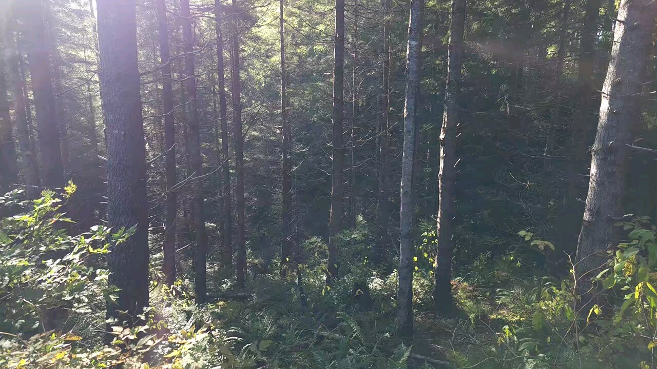 Water in the Woods 1