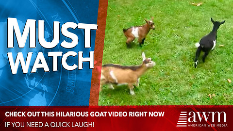 These Are The Silliest Goats In The Entire World!