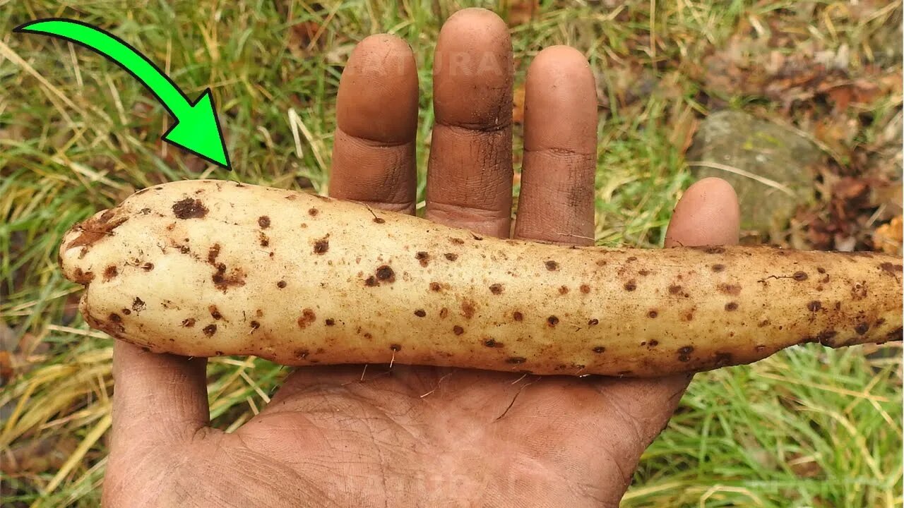 This Root Can Help You Lose Weight and has Incredible Health Benefits