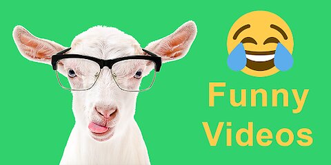 The best funniest videos animals cats and dogs