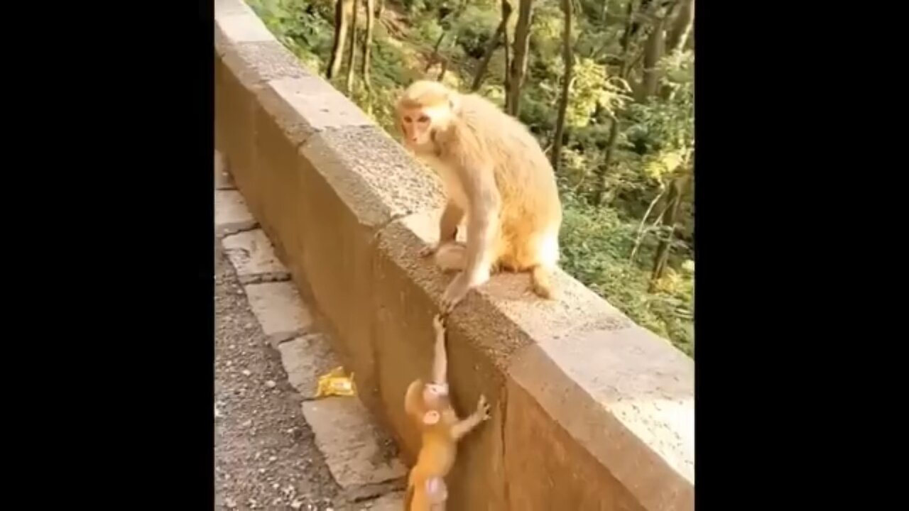 Funny animal videos 😂