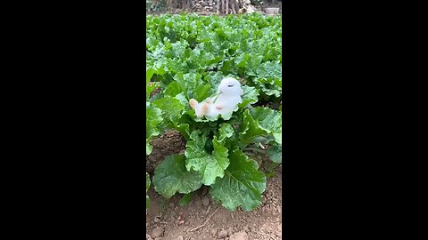 cute little rabbit