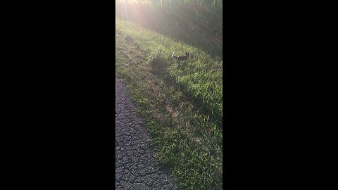 Johnny the dog at the farm