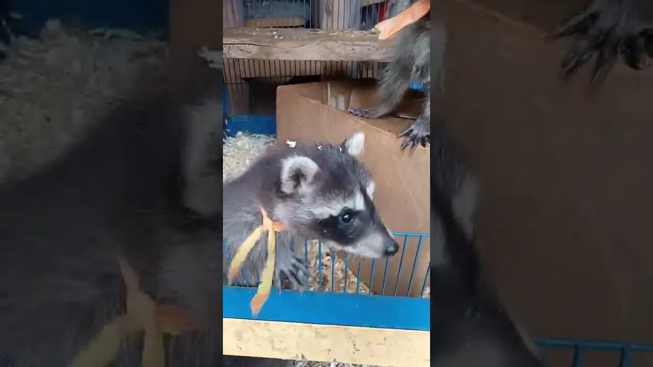 #niedlich #waschbär #shorts